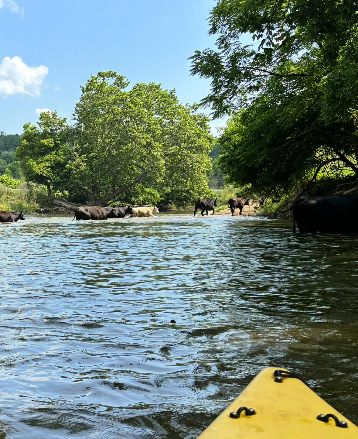 Drifting Through History: Exploring Wythe County’s New Reed Creek Blueway